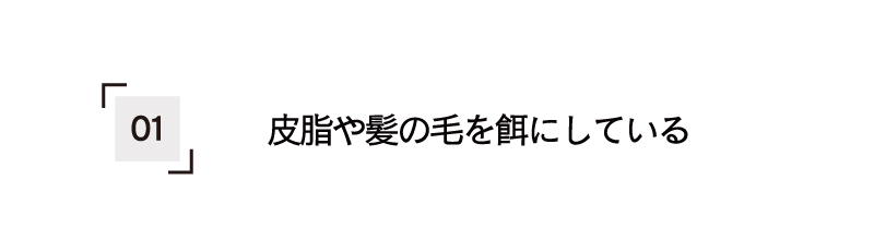 皮脂や髪の毛を餌にしている