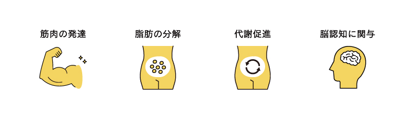 筋肉の発達、脂肪の分解、代謝促進、脳認知に関与