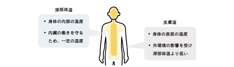深部体温（・身体の内部の温度・内臓の働きを守るため、一定の温度）、皮膚温度（・身体の表面の温度・外環境の影響を受け深部体温より低い）